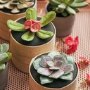 INSPIRATIONS A Passion for Needlework: Blakiston Creamery 6 622dbbb2-e3d0-8b72-bee4-6ee3bb84b135