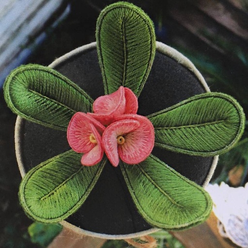 [ana-mallah-succulents-crown-of-thorns] Ana Mallah Succulents Crown of Thorns