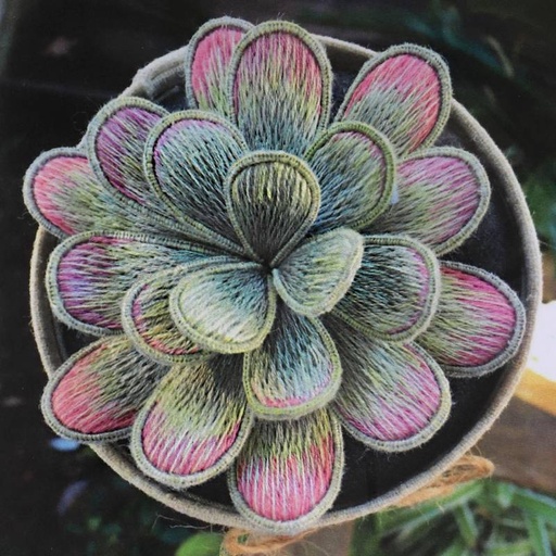 [ana-mallah-succulents-jade] Ana Mallah Succulents Jade